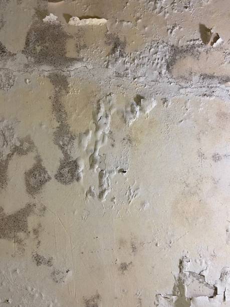 Best Attic Mold Removal  in Lancaster, PA