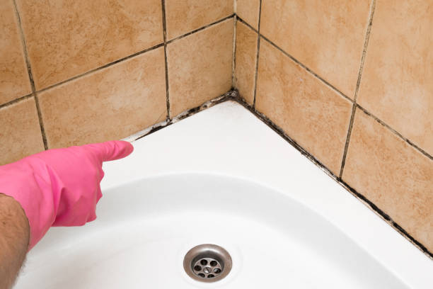 Best Mold Damage Repair  in Lancaster, PA